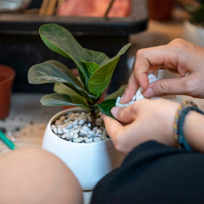 Vườn Mai Bonsai-Cổ Thụ Hà Ba Trận