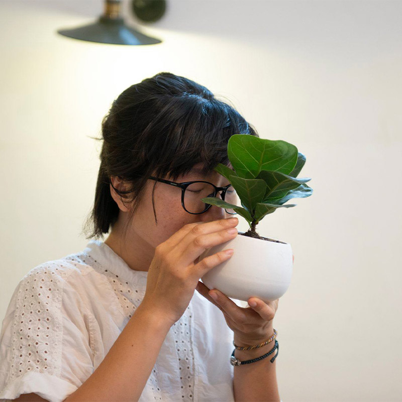Vườn Mai Bonsai-Cổ Thụ Hà Ba Trận
