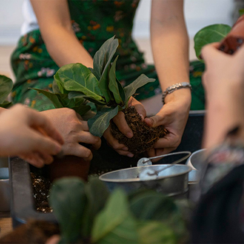 Vườn Mai Bonsai-Cổ Thụ Hà Ba Trận