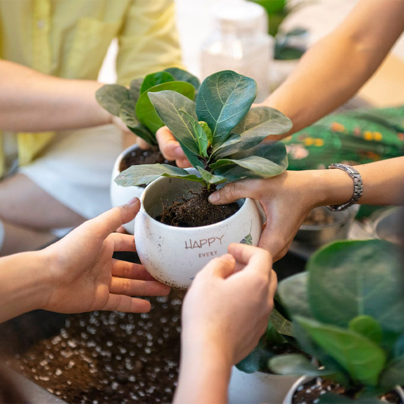 Vườn Mai Bonsai-Cổ Thụ Hà Ba Trận
