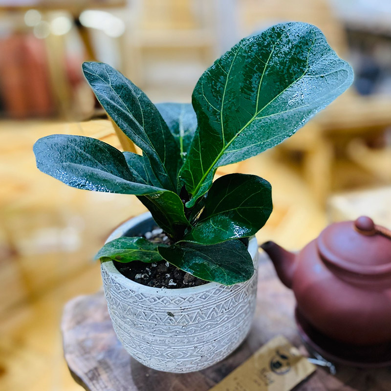 Vườn Mai Bonsai-Cổ Thụ Hà Ba Trận