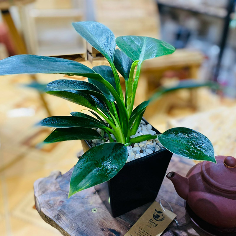 Vườn Mai Bonsai-Cổ Thụ Hà Ba Trận