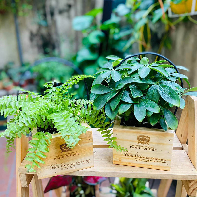 Vườn Mai Bonsai-Cổ Thụ Hà Ba Trận