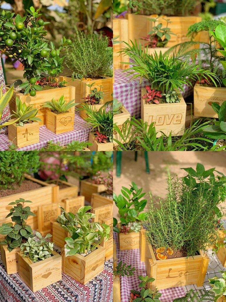 Vườn Mai Bonsai-Cổ Thụ Hà Ba Trận