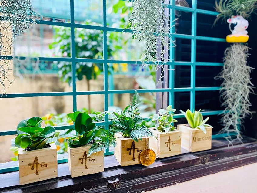 Vườn Mai Bonsai-Cổ Thụ Hà Ba Trận