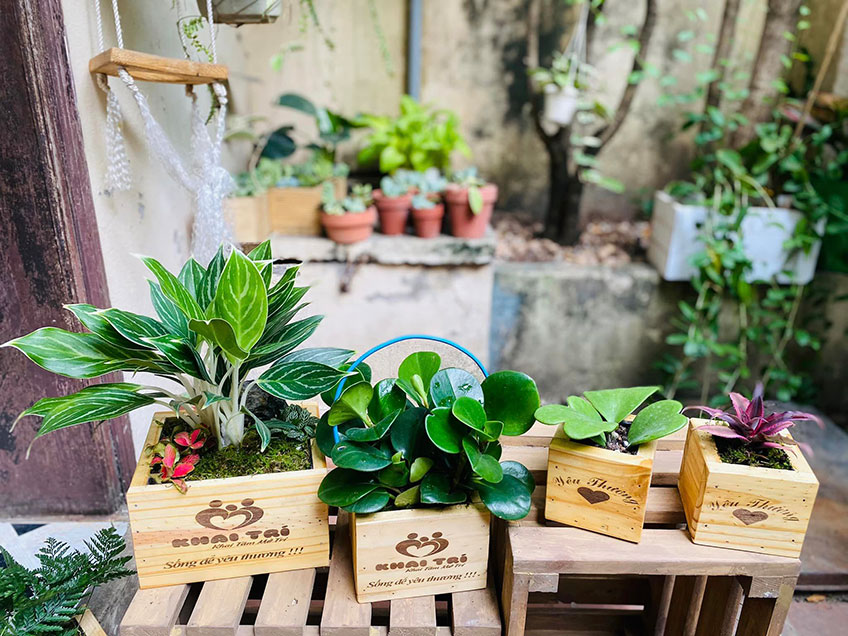 Vườn Mai Bonsai-Cổ Thụ Hà Ba Trận
