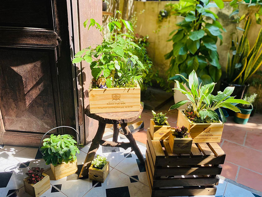 Vườn Mai Bonsai-Cổ Thụ Hà Ba Trận