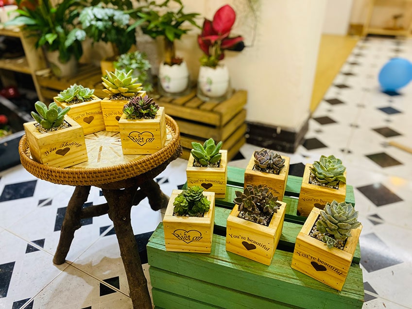 Vườn Mai Bonsai-Cổ Thụ Hà Ba Trận
