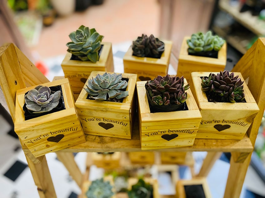 Vườn Mai Bonsai-Cổ Thụ Hà Ba Trận