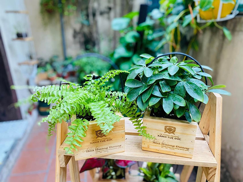 Vườn Mai Bonsai-Cổ Thụ Hà Ba Trận