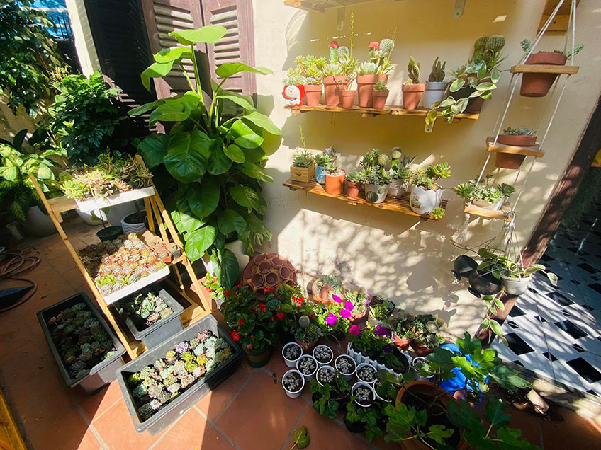 Vườn Mai Bonsai-Cổ Thụ Hà Ba Trận