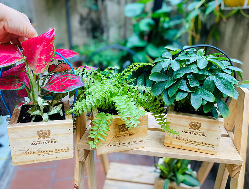 Vườn Mai Bonsai-Cổ Thụ Hà Ba Trận