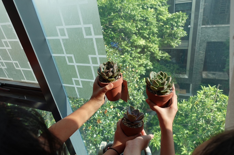 Vườn Mai Bonsai-Cổ Thụ Hà Ba Trận