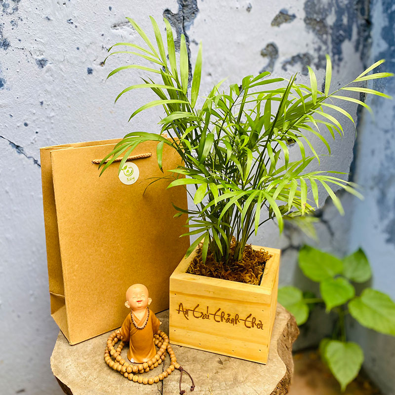 Vườn Mai Bonsai-Cổ Thụ Hà Ba Trận
