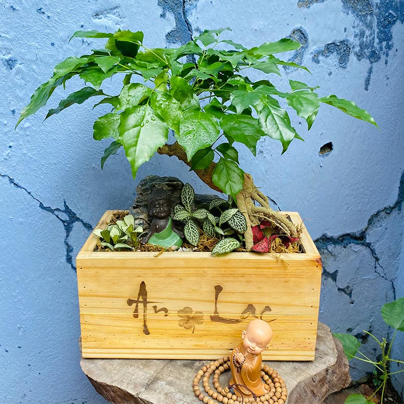 Vườn Mai Bonsai-Cổ Thụ Hà Ba Trận