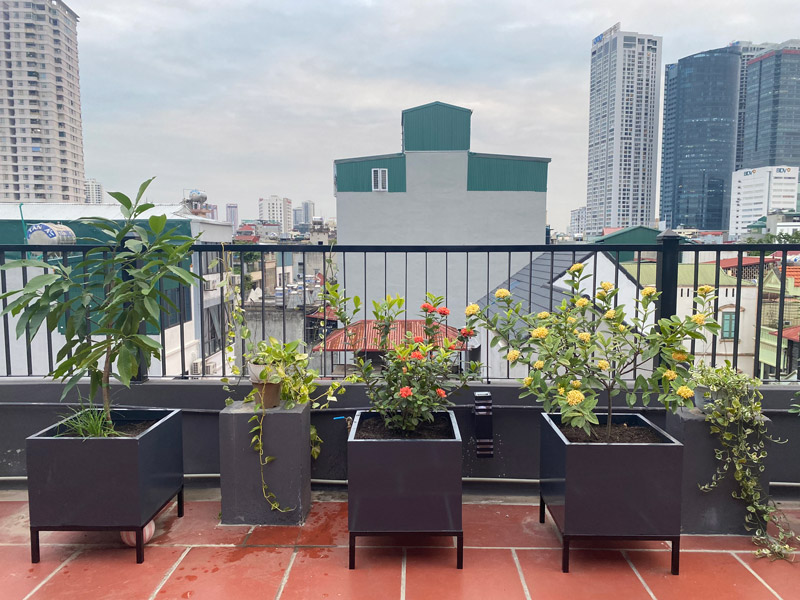 Vườn Mai Bonsai-Cổ Thụ Hà Ba Trận