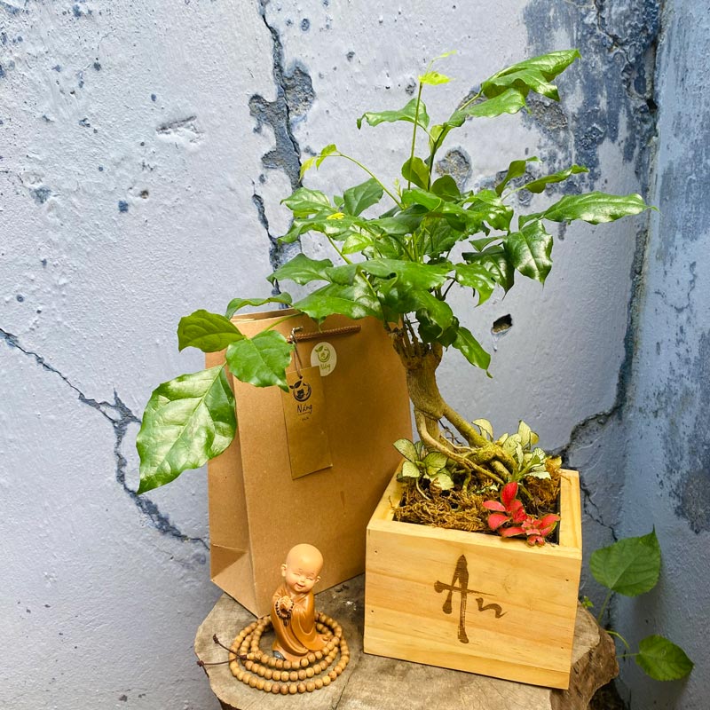 Vườn Mai Bonsai-Cổ Thụ Hà Ba Trận