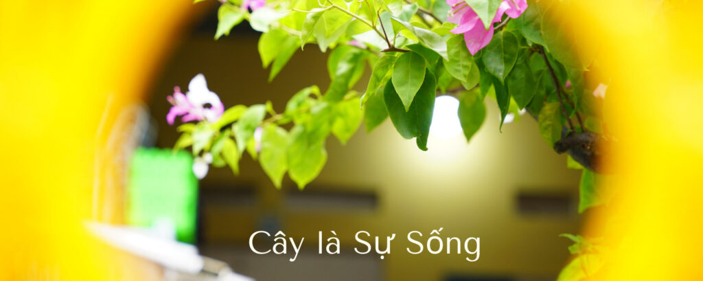 Vườn Mai Bonsai-Cổ Thụ Hà Ba Trận