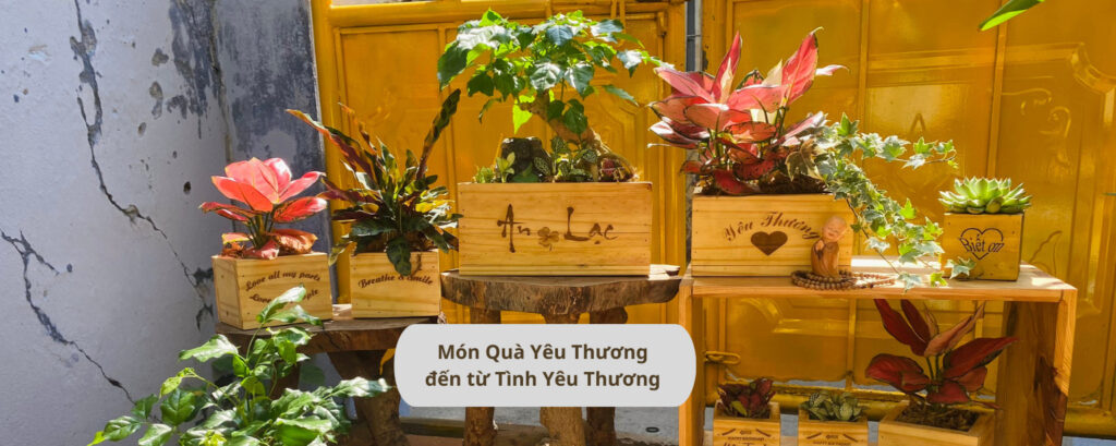 Vườn Mai Bonsai-Cổ Thụ Hà Ba Trận