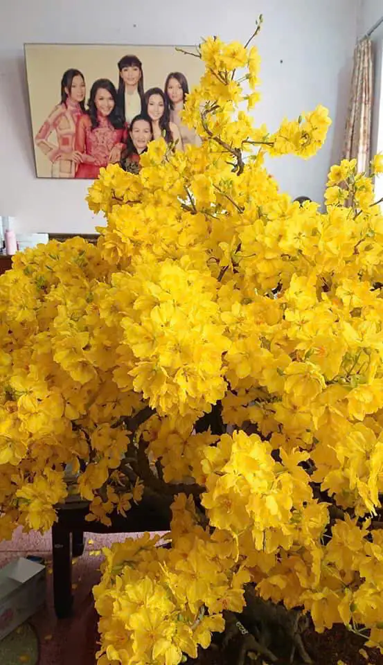 Vườn Mai Bonsai-Cổ Thụ Hà Ba Trận