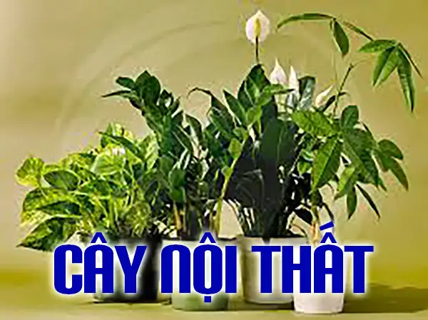 Vườn Mai Bonsai-Cổ Thụ Hà Ba Trận