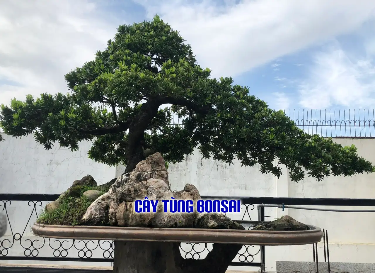 Vườn Mai Bonsai-Cổ Thụ Hà Ba Trận