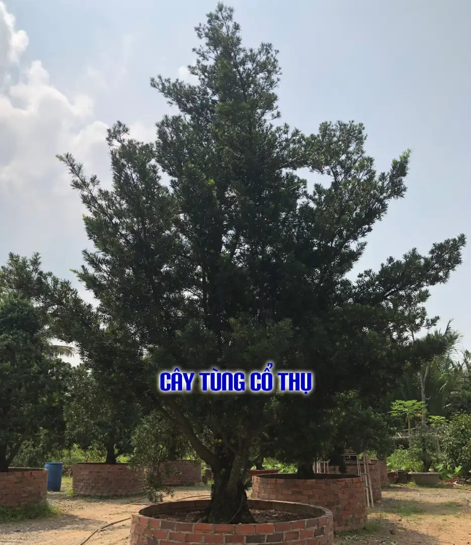 Vườn Mai Bonsai-Cổ Thụ Hà Ba Trận