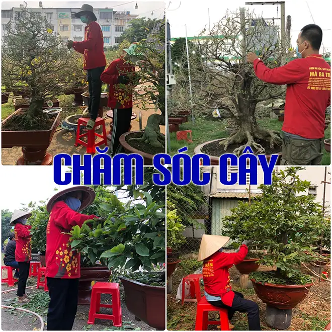 Vườn Mai Bonsai-Cổ Thụ Hà Ba Trận
