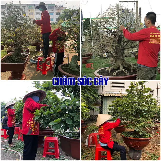Vườn Mai Bonsai-Cổ Thụ Hà Ba Trận