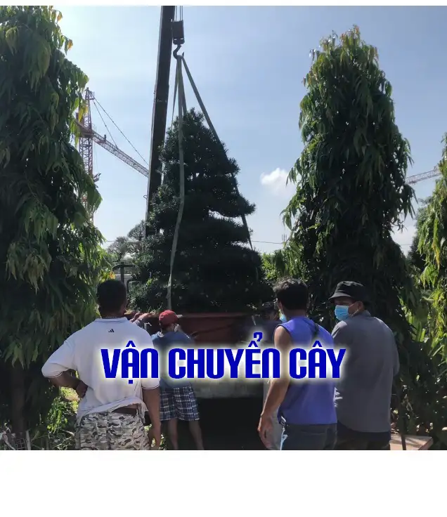 Vườn Mai Bonsai-Cổ Thụ Hà Ba Trận