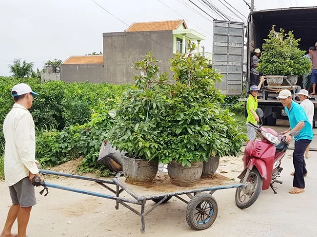 Vườn Mai Bonsai-Cổ Thụ Hà Ba Trận