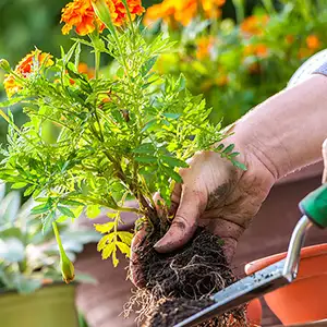 Vườn Mai Bonsai-Cổ Thụ Hà Ba Trận