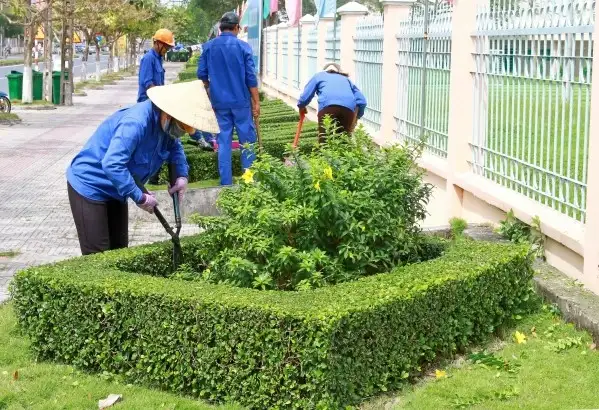 Vườn Mai Bonsai-Cổ Thụ Hà Ba Trận