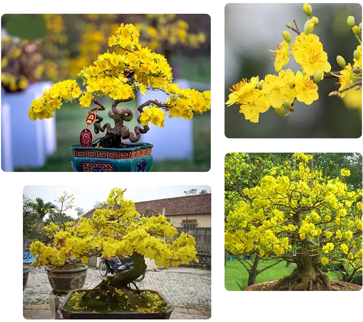 Vườn Mai Bonsai-Cổ Thụ Hà Ba Trận