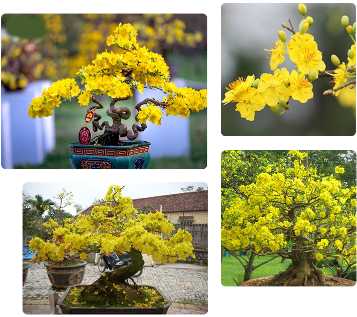 Vườn Mai Bonsai-Cổ Thụ Hà Ba Trận