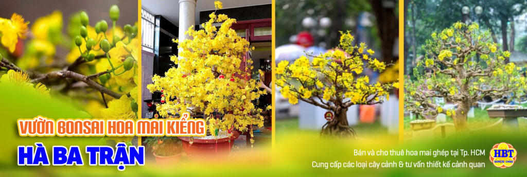 Vườn Mai Bonsai-Cổ Thụ Hà Ba Trận