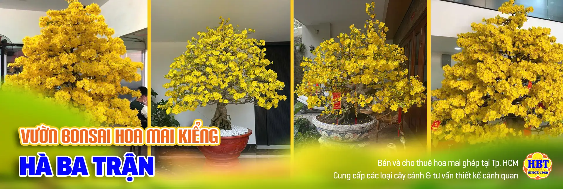 Vườn Mai Bonsai-Cổ Thụ Hà Ba Trận