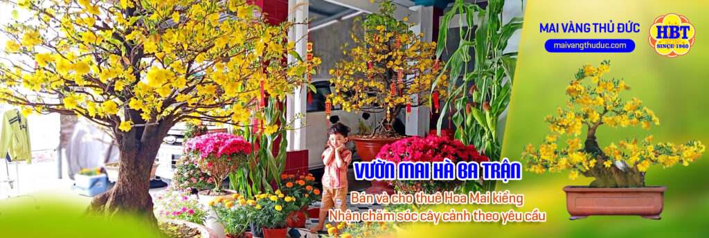 Vườn Mai Bonsai-Cổ Thụ Hà Ba Trận