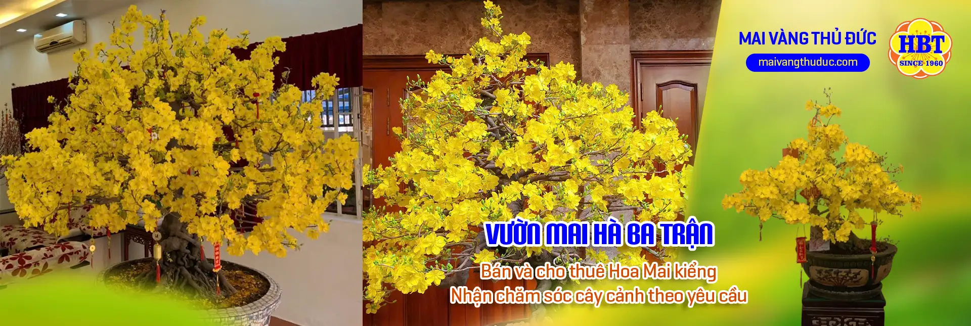 Vườn Mai Bonsai-Cổ Thụ Hà Ba Trận