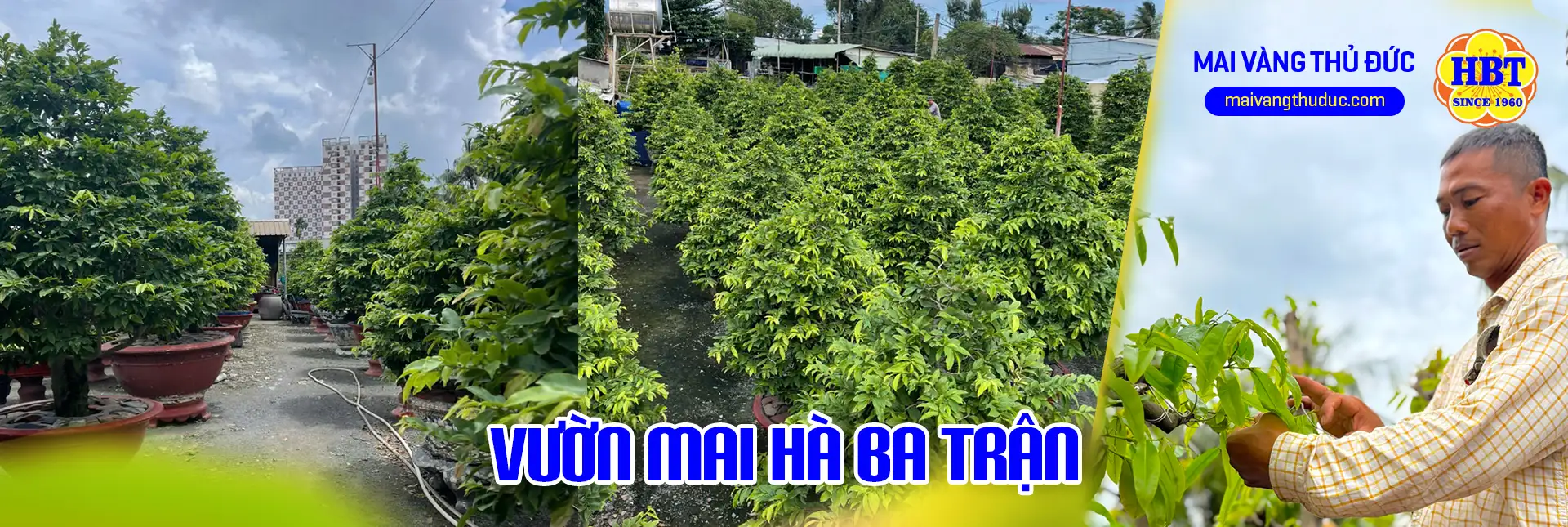 Vườn Mai Bonsai-Cổ Thụ Hà Ba Trận