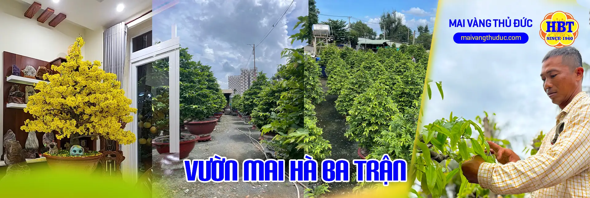 Vườn Mai Bonsai-Cổ Thụ Hà Ba Trận