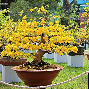 Vườn Mai Bonsai-Cổ Thụ Hà Ba Trận