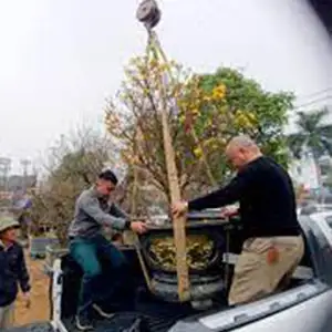 Vườn Mai Bonsai-Cổ Thụ Hà Ba Trận