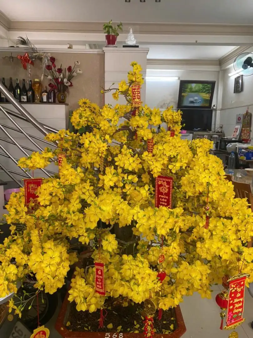 Vườn Mai Bonsai-Cổ Thụ Hà Ba Trận