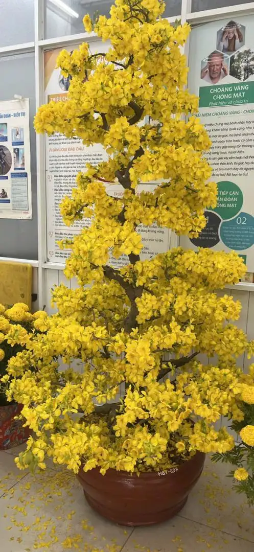 Vườn Mai Bonsai-Cổ Thụ Hà Ba Trận