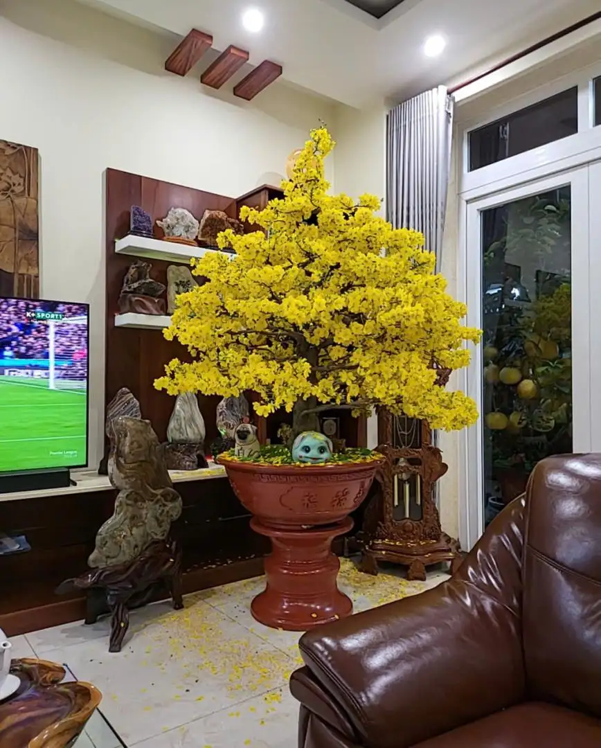 Vườn Mai Bonsai-Cổ Thụ Hà Ba Trận