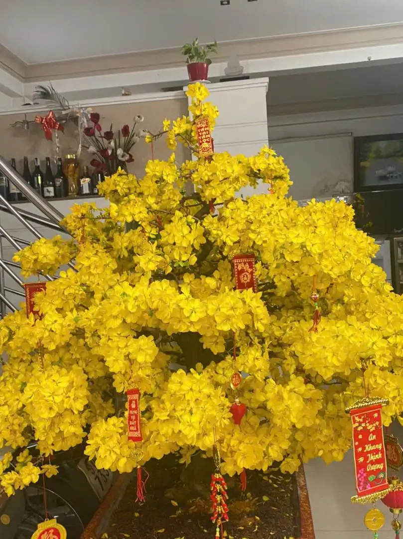 Vườn Mai Bonsai-Cổ Thụ Hà Ba Trận