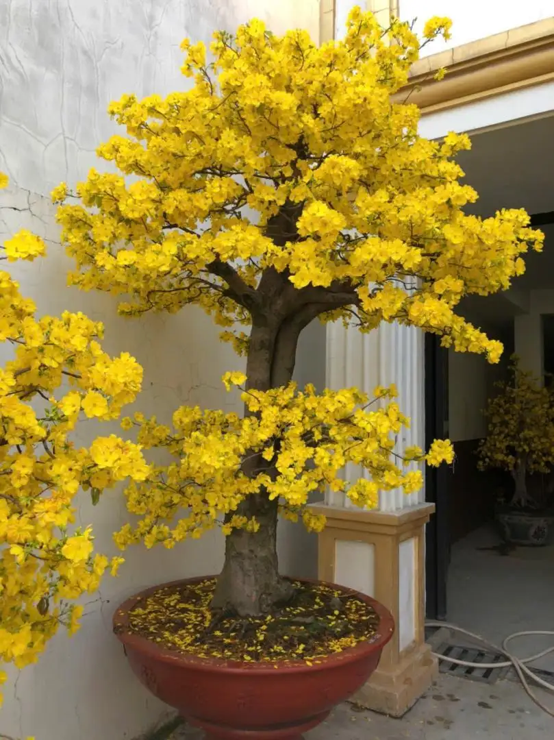 Vườn Mai Bonsai-Cổ Thụ Hà Ba Trận