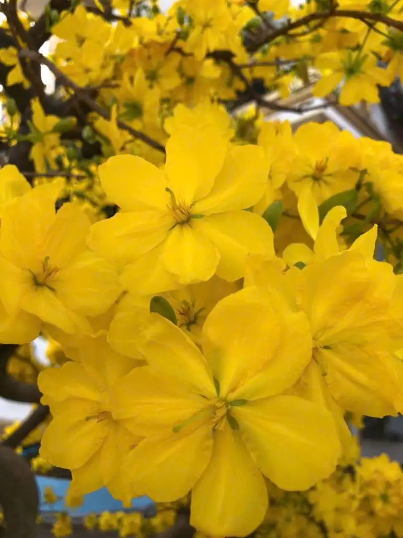 Vườn Mai Bonsai-Cổ Thụ Hà Ba Trận