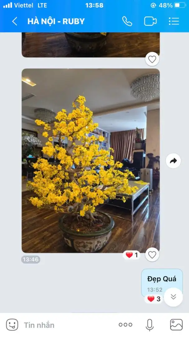 Vườn Mai Bonsai-Cổ Thụ Hà Ba Trận